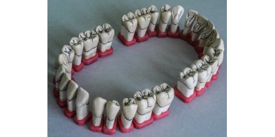Tooth Forms -  Art.no.1000-00